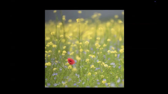 The Art of Flower Photography 2025 SHARED